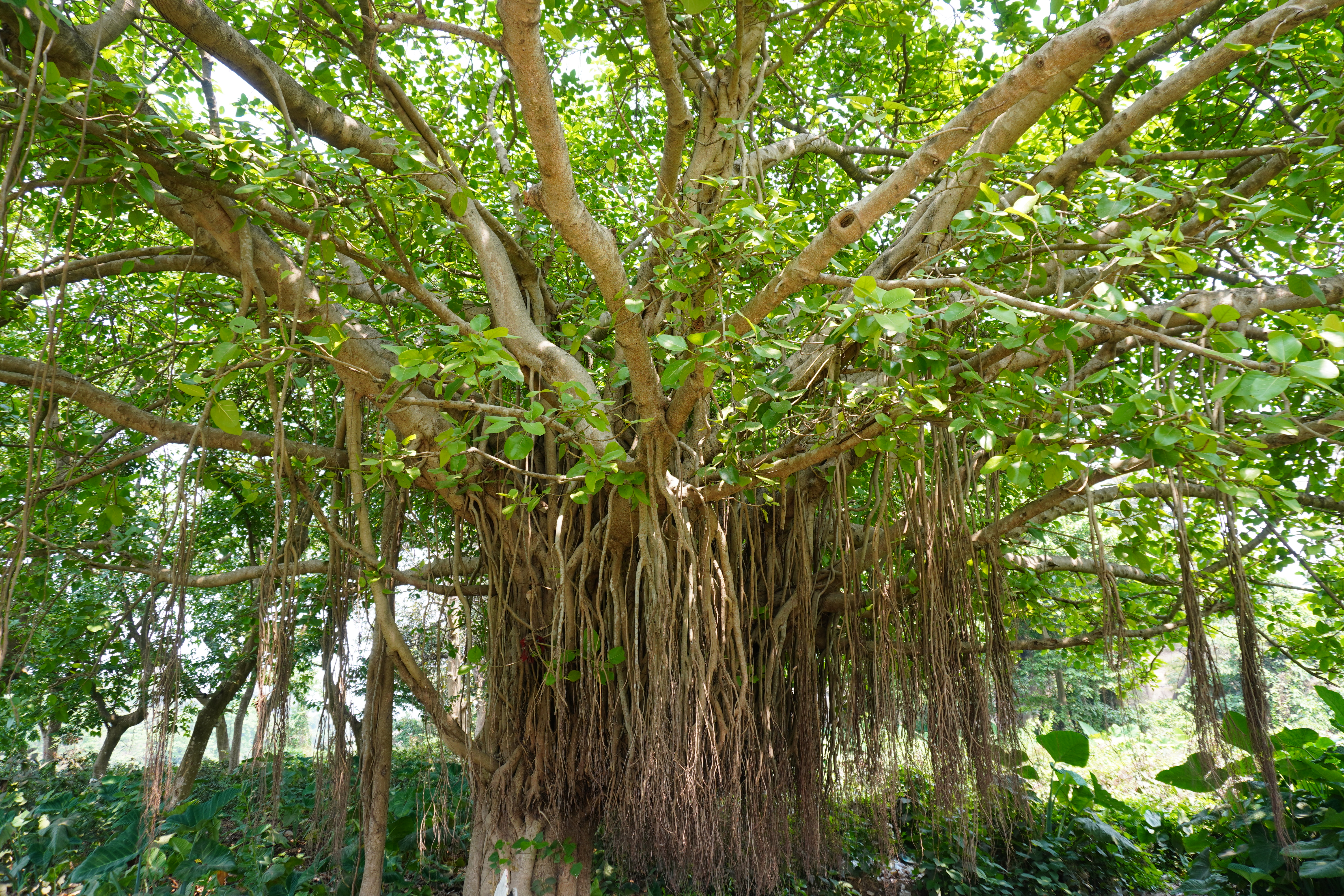 Full Banyan Tree